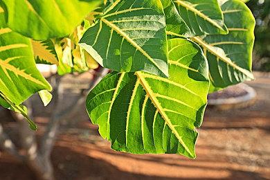 《太鼓达人 鼓咚大师》追加乐曲 吉卜力、游戏音乐等